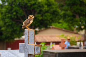 Liderança estratégica impulsiona a modernização no setor funerário, destaca Tiago Schietti.