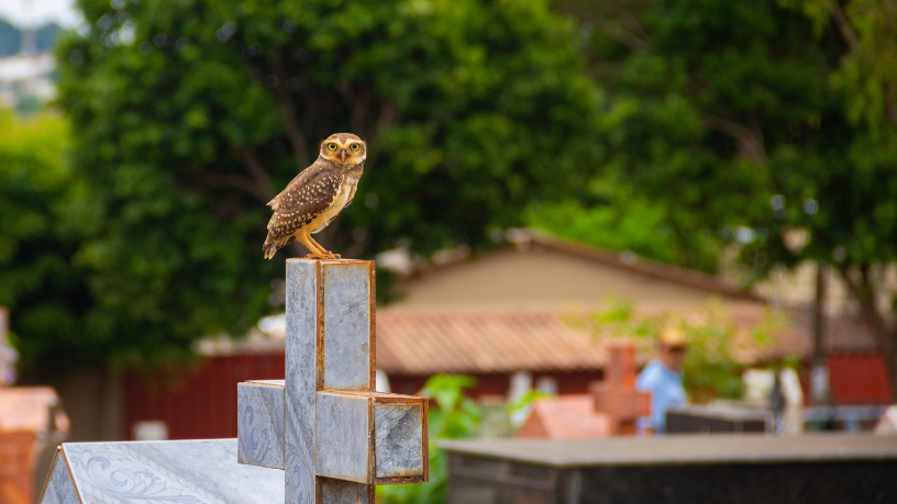 Liderança estratégica impulsiona a modernização no setor funerário, destaca Tiago Schietti.