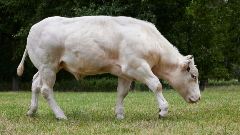 Parajara Moraes Alves Junior